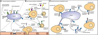 Modulation of Immune Responses by Platelet-Derived ADAM10